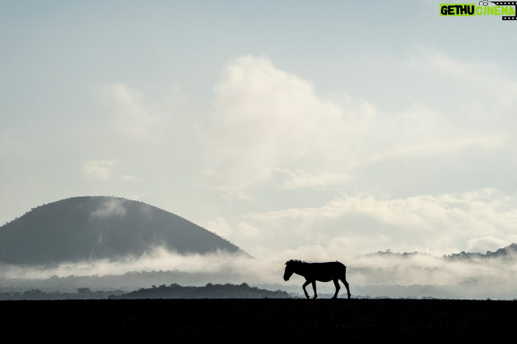 Beverly Joubert Instagram - Wildlife photography is largely about putting yourself in the right place at the right time and waiting for the magic to happen. This lone zebra was the perfect accompaniment to a moody, misty Mara morning.⁣⁣ ⁣⁣ #zebra #Mara #wildlifephotography