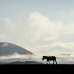 Beverly Joubert Instagram – Wildlife photography is largely about putting yourself  in the right place at the right time and waiting for the magic to happen. This lone zebra was the perfect accompaniment to a moody, misty Mara morning.⁣⁣
⁣⁣
#zebra #Mara #wildlifephotography