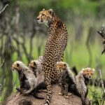 Beverly Joubert Instagram – Cheetahs are dedicated mothers. Young cubs are particularity susceptible to attacks from rival predators and it’s mom’s job to keep them safe. She must be both provider and protector, a role that she takes on wholeheartedly. Happy #MothersDay to all the incredible moms out there.