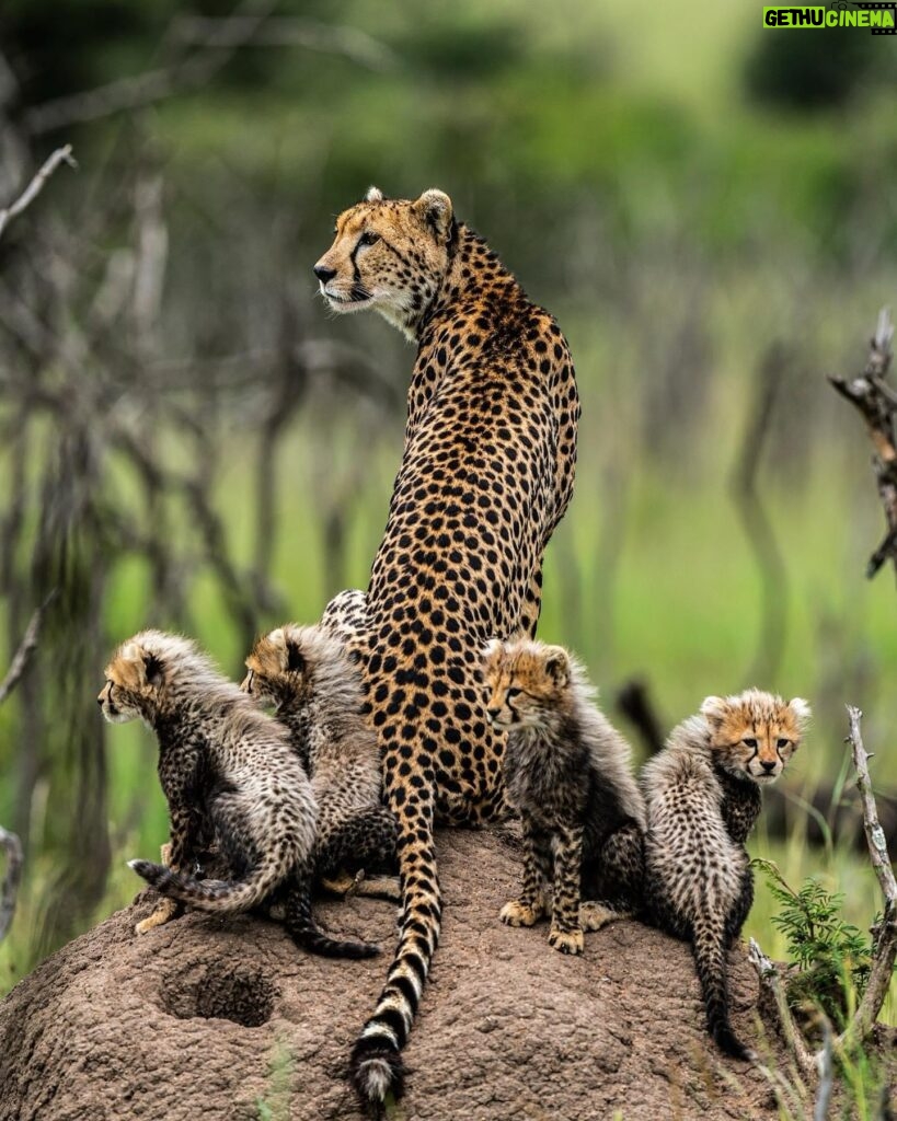 Beverly Joubert Instagram - Cheetahs are dedicated mothers. Young cubs are particularity susceptible to attacks from rival predators and it’s mom’s job to keep them safe. She must be both provider and protector, a role that she takes on wholeheartedly. Happy #MothersDay to all the incredible moms out there.