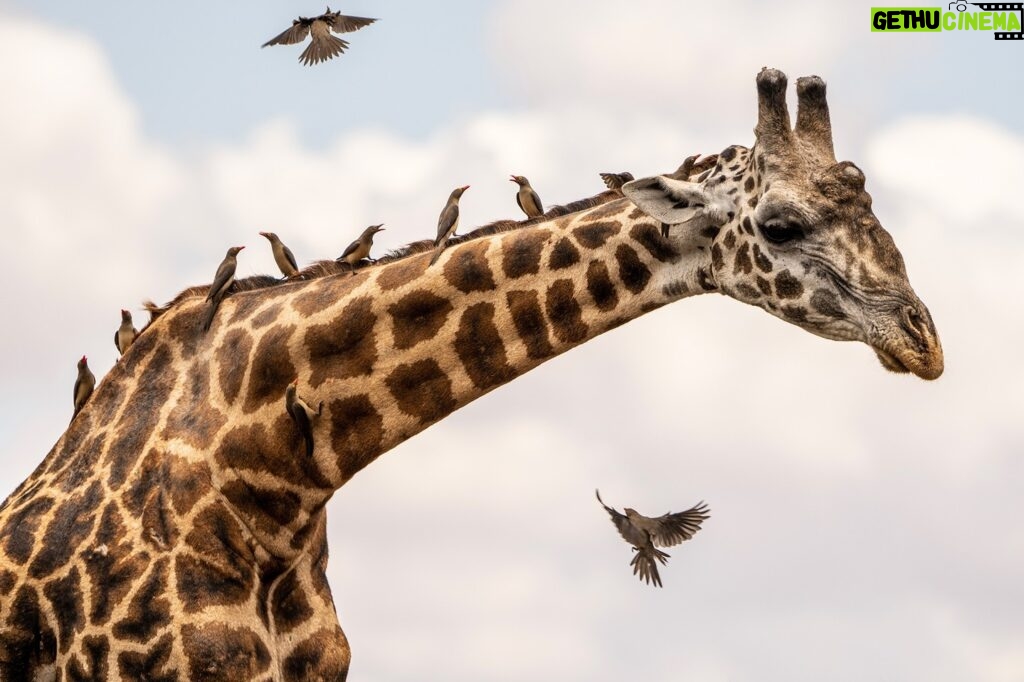 Beverly Joubert Instagram - All aboard! It’s not uncommon to see giraffes accompanied by a sizeable entourage of oxpeckers. These resourceful birds pluck off parasites embedded in the giraffe’s skin, so the hitchhikers are usually tolerated in exchange for this vital cleaning service. The relationship is not entirely symbiotic though. Oxpeckers have also been recorded pecking at open wounds to feast on blood, which can slow the healing process putting large mammals at risk of infection. If the birds become too much of an irritation, a flick of the neck should send them fluttering away … temporarily, at least.⁣ ⁣ #giraffe #wildlife #nature