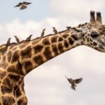 Beverly Joubert Instagram – All aboard! It’s not uncommon to see giraffes accompanied by a sizeable entourage of oxpeckers. These resourceful birds pluck off parasites embedded in the giraffe’s skin, so the hitchhikers are usually tolerated in exchange for this vital cleaning service. The relationship is not entirely symbiotic though. Oxpeckers have also been recorded pecking at open wounds to feast on blood, which can slow the healing process putting large mammals at risk of infection. If the birds become too much of an irritation, a flick of the neck should send them fluttering away … temporarily, at least.⁣
⁣
#giraffe #wildlife #nature