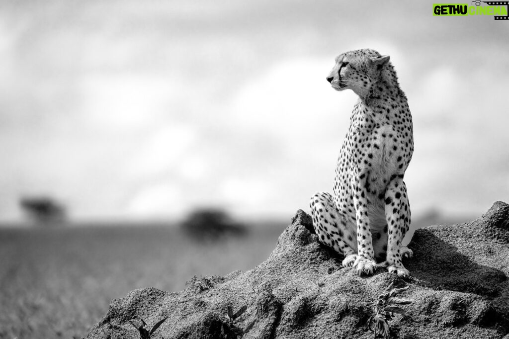 Beverly Joubert Instagram - Cheetahs are among Africa's most photogenic cats. They're the feline embodiment of elegance and grace, often showcasing their poise when they survey their territories from the vantage point of a termite mound or a fallen log. Cheetahs fill an important ecological niche, targeting small and medium-sized prey and often leaving something behind for scavengers. If their numbers dwindle, this intricate balance between predator and prey may be pushed out of balance.⁣ And the consequences could be far-reaching. ⁣ ⁣ This Earth Day, it's important to remind ourselves of the interconnectedness of the natural world and our role in protecting this delicate web of life. From awareness and education campaigns to anti-poaching measures and habitat restoration projects, there are many ways we can all contribute to the conservation of threatened species and the landscapes on which they depend.⁣ ⁣ #cheetah #wildlife #nature #EarthDay⁣