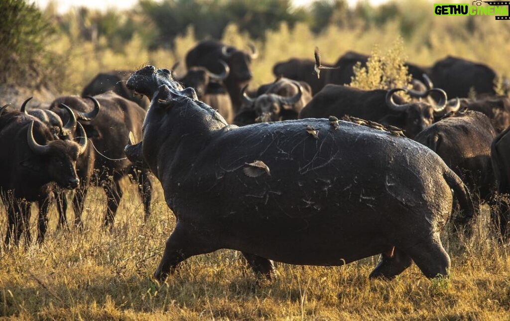 Beverly Joubert Instagram - It's astonishing to witness the speed and agility of hippos. Although they spend the majority of the daylight hours basking, semi-submerged, in rivers or ponds, hippos venture out of the water at night or when the weather is cooler to feed on grass. Those dainty ankles are carrying around a ton and a half of territorial hippo and, despite his size, he can turn on a dime. Deeply scarred from territorial disputes – the wounds of which were likely made more severe by opportunistic oxpecker birds that feast on blood and parasites – this male clearly means business. Hippos are famously possessive over their pools and will aggressively defend them, sometimes even charging at innocuous animals like impalas. A herd of buffalo ventured a bit too close, and the enraged hippo voiced his displeasure at their presence. Although buffaloes can definitely hold their own against an aggressive hippo, this herd thought better of taking on the challenge and instead watched the angry behemoth from a distance.⁣⁣ ⁣⁣ #HippoDay #WorldHippoDay #hippo #Okavango #wildlife