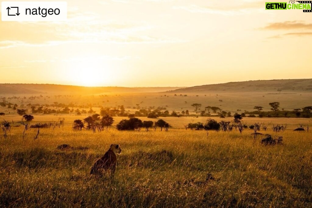 Beverly Joubert Instagram - #Repost from @natgeo “Everything the light touches is our kingdom.” That famous moment in The Lion King sees young Simba surveying a vast expanse of sun-drenched plains. The trials and tribulations of lion life have inspired generations of storytellers, but the real-life wildernesses where these stories unfold are diminishing at an alarming pace. Kenya is among the few strongholds that still support large populations, yet even here, threats such as conflicts with humans, poaching, development, and climate change-driven droughts are closing in.