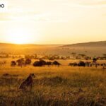 Beverly Joubert Instagram – #Repost from @natgeo

“Everything the light touches is our kingdom.” That famous moment in The Lion King sees young Simba surveying a vast expanse of sun-drenched plains. The trials and tribulations of lion life have inspired generations of storytellers, but the real-life wildernesses where these stories unfold are diminishing at an alarming pace. Kenya is among the few strongholds that still support large populations, yet even here, threats such as conflicts with humans, poaching, development, and climate change-driven droughts are closing in.