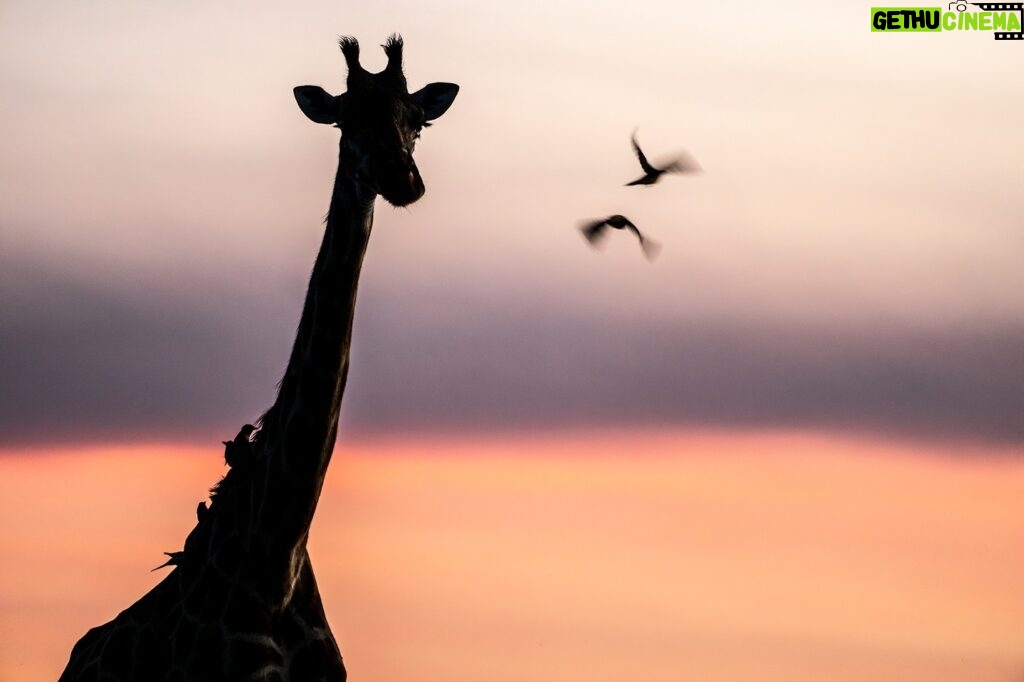 Beverly Joubert Instagram - It's difficult to imagine an African savannah without the statuesque figure of a giraffe decorating the horizon. Sadly, these iconic animals are rapidly disappearing across much of their range. Giraffe populations have declined by 40% in the last 30 years, and there are now fewer than 70,000 mature individuals left in the wild. Space is essential for large mammals, and shrinking habitats combined with a lack of wildlife law enforcement are largely to blame for what many are calling a silent extinction. ⁣⁣ ⁣⁣ But all is not lost. Collaborative action among landowners in suitable giraffe habitats, along with more effective protection, could turn things around. The time to act is now.⁣⁣ ⁣⁣ #giraffes #giraffeconservation #wildlife #conservation #endangeredspecies