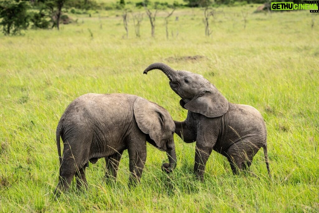 Beverly Joubert Instagram - Before they adopt their regal stature and graceful air, elephants are – like all young mammals – playful and curious. Social bonds are forged early on as elephants develop the skills needed to navigate the social complexities of life in the herd. New research even suggests that these grey giants use vocalisations that are specific to individuals in their social groups, similar to how humans have personal names for each other. It's yet another fascinating discovery that adds to our growing understanding of these sentient, social beings.⁣ ⁣ #elephants #elephant #wildlife