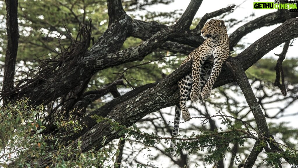 Beverly Joubert Instagram - Love can take many forms, each of them embodying devotion and kindness. Our greatest passion has always been for the African continent with its magnificent wildlife, vast spaces and undeniable beauty. This Valentine's Day – like many before it – we're sending our love to the landscapes, people and places that have given us so much.⁣ The things we love, we cherish and protect.⁣ ⁣ #ValentinesDay #bigcatconservation #leopard