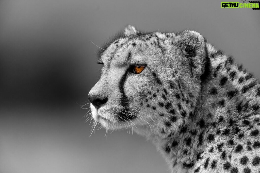 Beverly Joubert Instagram - Locked in. Eons of evolution have sculpted cheetahs into refined, specialised hunters. While speed is their most famous attribute, these cats must locate their prey before they can sprint after it – and cheetahs have the eyes for the job. Elongated retinal fovea give these cats a tack sharp, wide-angle view of the surroundings, which is essential for predators that hunt and roam on vast, open savannahs. Forward-facing, high-set eyes give them spectacular binocular vision so they can hone in on their selected target with laser-like precision. Unlike other big cats that do most of their hunting at night, the cheetah's diurnal stalking behaviour requires a better grasp of colour. An abundance of a specific type of cone photoreceptor in the cheetah's eyes help them to better discriminate colours. And to keep the glaring sun from obstructng their vision, cheetahs have dark, distinctive malar stripes that run down the sides of their face to reflect light away from their eyes. These remarkable adaptations fuse together to form a formidable and uniquely adapted hunter. #wildlife #cheetah