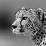 Beverly Joubert Instagram – Locked in. Eons of evolution have sculpted cheetahs into refined, specialised hunters. While speed is their most famous attribute, these cats must locate their prey before they can sprint after it – and cheetahs have the eyes for the job. Elongated retinal fovea give these cats a tack sharp, wide-angle view of the surroundings, which is essential for predators that hunt and roam on vast, open savannahs. Forward-facing, high-set eyes give them spectacular binocular vision so they can hone in on their selected target with laser-like precision. Unlike other big cats that do most of their hunting at night, the cheetah’s diurnal stalking behaviour requires a better grasp of colour. An abundance of a specific type of cone photoreceptor in the cheetah’s eyes help them to better discriminate colours. And to keep the glaring sun from obstructng their vision, cheetahs have dark, distinctive malar stripes that run down the sides of their face to reflect light away from their eyes. These remarkable adaptations fuse together to form a formidable and uniquely adapted hunter.

#wildlife #cheetah