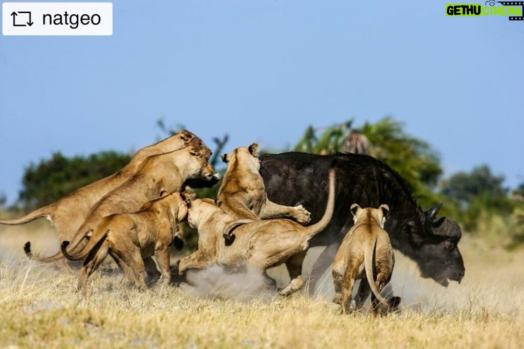 Beverly Joubert Instagram - #Repost from @natgeo To win out against the strongest and most dangerous prey in Africa takes patience, cunning, and coordinated effort. The lionesses of the Okavango Delta in Botswana are certainly up to the task. Buffaloes’ sharp horns, immense bulk, and incredible fortitude in the face of danger mean that nothing short of a meticulously executed hunt will secure the pride’s next meal. These epic battles will often unfold over several hours, with the balance of power repeatedly shifting between predator and prey. Despite their brutality, scenes like this one also feel eternal and essential—a back-and-forth interplay between Africa’s giants that speaks to the very essence of the wild.