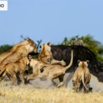 Beverly Joubert Instagram – #Repost from @natgeo

To win out against the strongest and most dangerous prey in Africa takes patience, cunning, and coordinated effort. The lionesses of the Okavango Delta in Botswana are certainly up to the task. Buffaloes’ sharp horns, immense bulk, and incredible fortitude in the face of danger mean that nothing short of a meticulously executed hunt will secure the pride’s next meal. These epic battles will often unfold over several hours, with the balance of power repeatedly shifting between predator and prey. Despite their brutality, scenes like this one also feel eternal and essential—a back-and-forth interplay between Africa’s giants that speaks to the very essence of the wild.