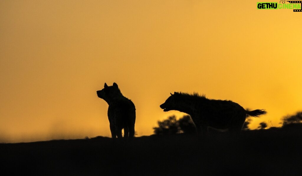 Beverly Joubert Instagram - Nightfall in the African bush triggers a transformation. The air feels electric, buzzing with the pulse of nocturnal species that emerge from their hiding places to forage and hunt. With the evening sky burning in an orange-amber glow, set on fire by the vanishing sun, a pair of spotted hyenas skulk across the horizon. At home in the darkness, this is their time to thrive.⁣⁣ ⁣⁣ #wildlife #nature #hyena