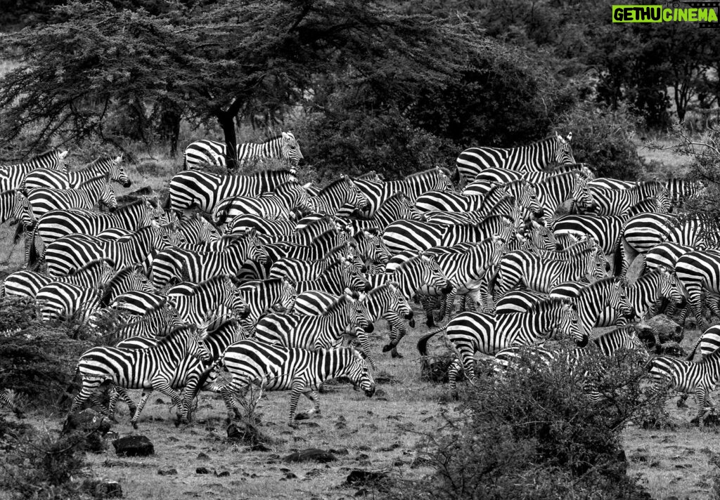 Beverly Joubert Instagram - When zebra herds run as one, they become a dazzling canvas of black and white brushstrokes, a solid moving mass of monochrome. For predators in pursuit, it can be almost impossible to single out an individual in the melee and this "safety in numbers" strategy is often successful for the zebras. Sadly, migratory herds are getting smaller as habitat loss impacts wildlife migrations across the world. Recent research indicates that one in five migrating species is threatened with extinction, and 44% have a declining population. Fences, agricultural expansion and sprawling cities make it increasingly difficult for species to follow their natural migratory routes. Despite all the challenges, wild species are remarkably resilient and we know that nature can and does recover if given a chance. It's not too late to undo the damage and rewild landscapes and reopen ancient migratory pathways.⁣ ⁣⁣⁣ #zebra #migration #wildlife #nature