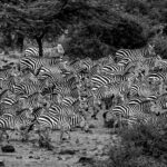 Beverly Joubert Instagram – When zebra herds run as one, they become a dazzling canvas of black and white brushstrokes, a solid moving mass of monochrome. For predators in pursuit, it can be almost impossible to single out an individual in the melee and this “safety in numbers” strategy is often successful for the zebras. Sadly, migratory herds are getting smaller as habitat loss impacts wildlife migrations across the world. Recent research indicates that one in five migrating species is threatened with extinction, and 44% have a declining population. Fences, agricultural expansion and sprawling cities make it increasingly difficult for species to follow their natural migratory routes. Despite all the challenges, wild species are remarkably resilient and we know that nature can and does recover if given a chance. It’s not too late to undo the damage and rewild landscapes and reopen ancient migratory pathways.⁣
⁣⁣⁣
#zebra #migration #wildlife #nature