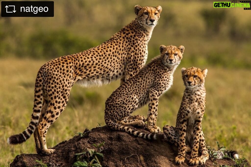 Beverly Joubert Instagram - #Repost from @natgeo Photo by @beverlyjoubert | For a cheetah mother, rearing young is a feat of patience, resilience … and preparedness. Staying watchful and alert is how meals are found and threats from larger predators averted. Luckily, in the sprawling flatness of Kenya’s Mara ecosystem, scanning the horizon for both takes just a little elevation. The ubiquitous termite mound offers the perfect perch when vigilance is required. Before very long, these two youngsters will grow to appreciate the usefulness of a lookout spot, too.