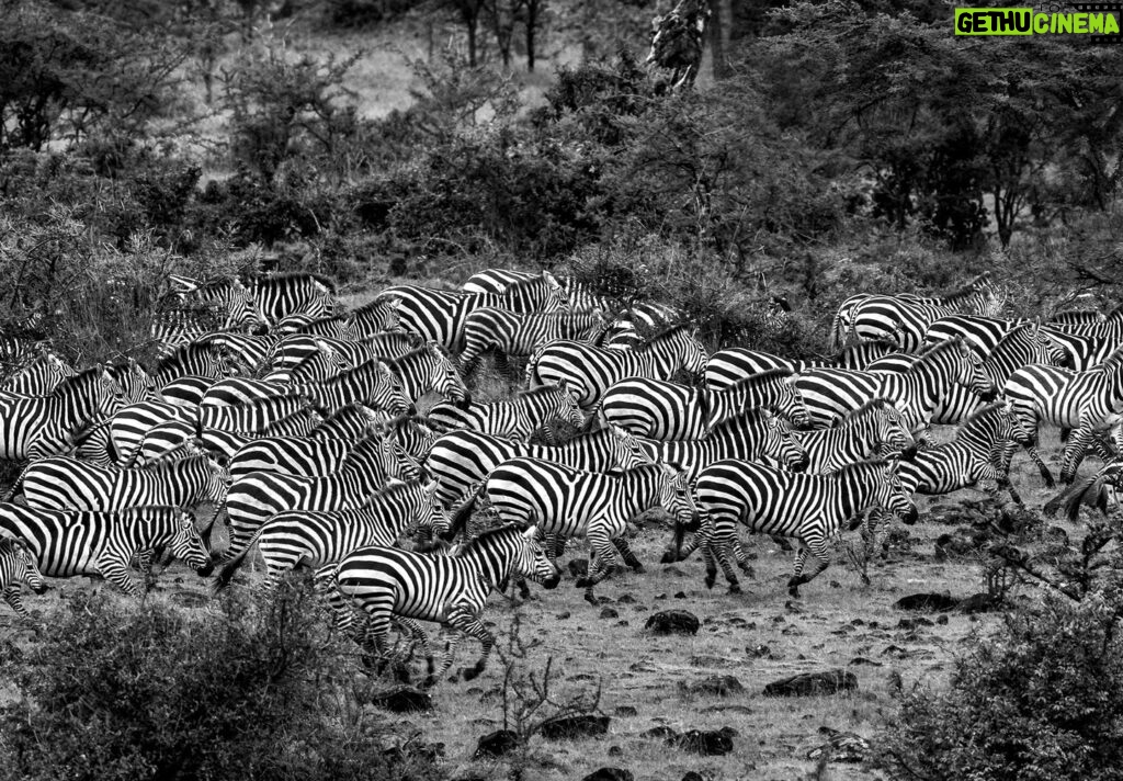 Beverly Joubert Instagram - When zebra herds run as one, they become a dazzling canvas of black and white brushstrokes, a solid moving mass of monochrome. For predators in pursuit, it can be almost impossible to single out an individual in the melee and this "safety in numbers" strategy is often successful for the zebras. Sadly, migratory herds are getting smaller as habitat loss impacts wildlife migrations across the world. Recent research indicates that one in five migrating species is threatened with extinction, and 44% have a declining population. Fences, agricultural expansion and sprawling cities make it increasingly difficult for species to follow their natural migratory routes. Despite all the challenges, wild species are remarkably resilient and we know that nature can and does recover if given a chance. It's not too late to undo the damage and rewild landscapes and reopen ancient migratory pathways.⁣ ⁣⁣⁣ #zebra #migration #wildlife #nature