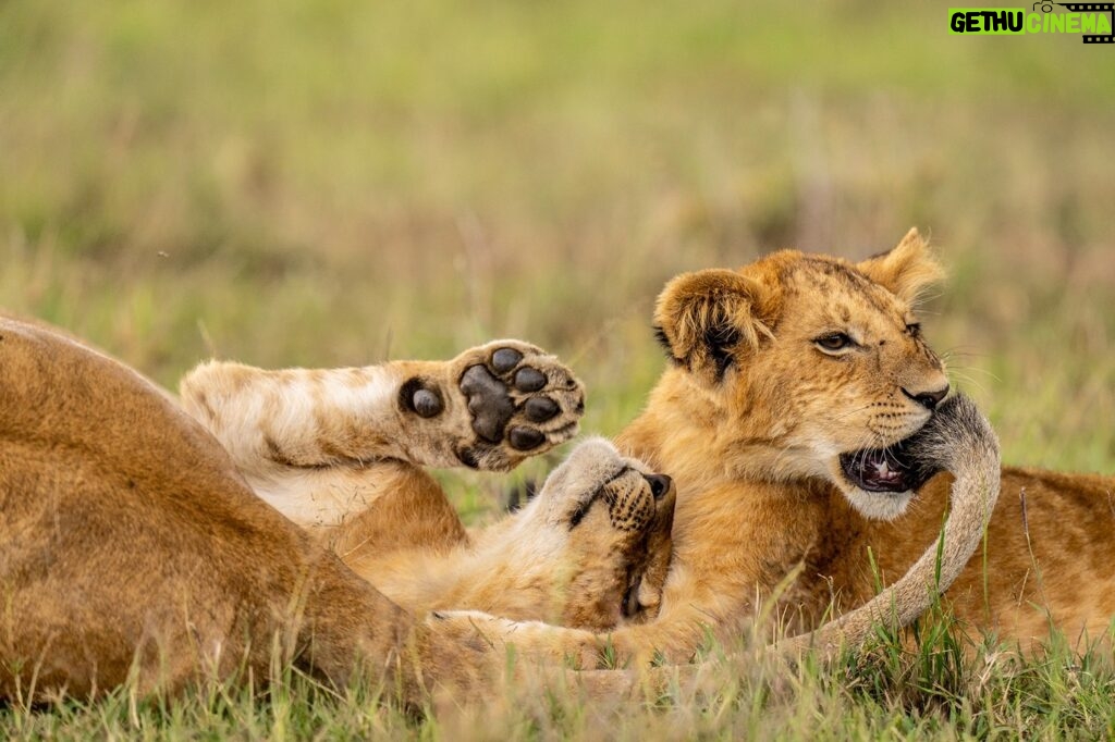 Beverly Joubert Instagram - Playing with fire. Lionesses often become unwitting participants in the rough-and-tumble games that occupy much of their cubs' time. As these two youngsters wrestled and jostled, one of the cubs sunk his teeth into Mom's tail. Like all mothers, lionesses are relatively tolerant and will put up with a fair amount of playful squabbling, but even the most patient moms lose their cool eventually. Discipline will be dished out in snarls and swats.⁣ ⁣ #lion #lioncubs #bigcats #bigcatsofinstagram