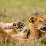 Beverly Joubert Instagram – Playing with fire. Lionesses often become unwitting participants in the rough-and-tumble games that occupy much of their cubs’ time. As these two youngsters wrestled and jostled, one of the cubs sunk his teeth into Mom’s tail. Like all mothers, lionesses are relatively tolerant and will put up with a fair amount of playful squabbling, but even the most patient moms lose their cool eventually. Discipline will be dished out in snarls and swats.⁣
⁣
#lion #lioncubs #bigcats #bigcatsofinstagram