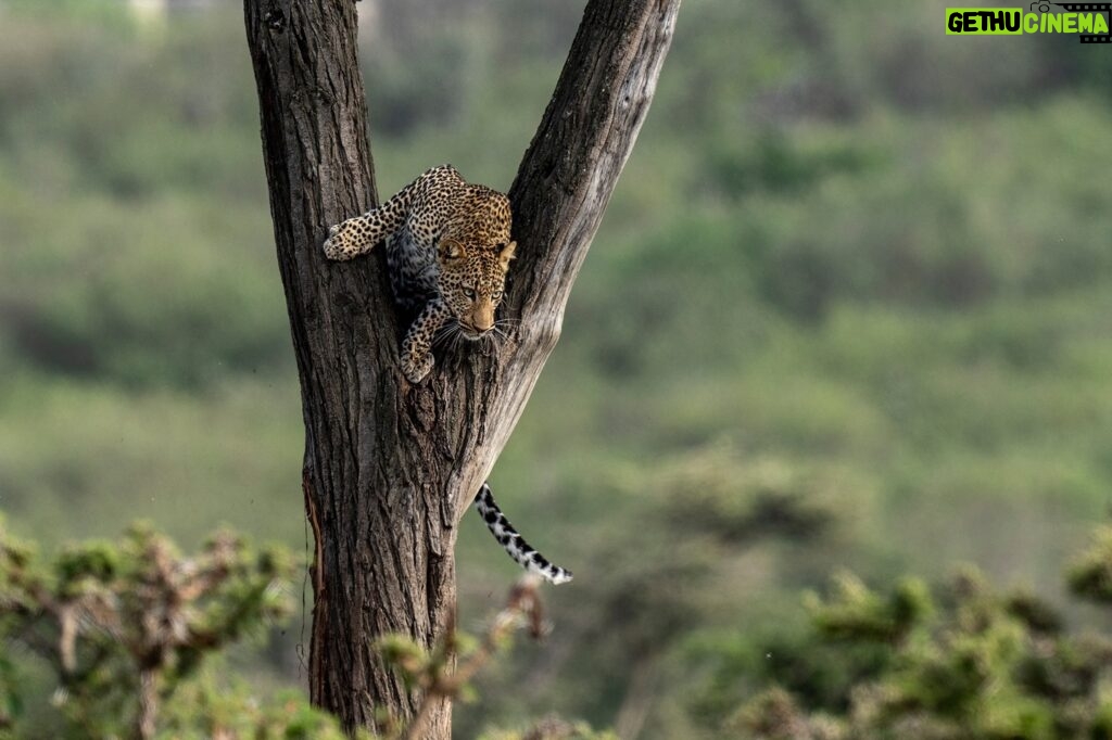 Beverly Joubert Instagram - Trees are essential for leopards. These big cats sleep in the boughs, use the treetops to escape danger, stash their kills on lofty branches, and even use their arboreal abilities to launch aerial attacks on unsuspecting prey. In the Mara, where trees are scarcer than in heavily wooded habitats, leopards sometimes seek out the best trees to use as vantage points. A bit of height makes all the difference in this vast, open savannah.⁣⁣ ⁣⁣ #leopard #bigcats #bigcatsofinstagram #wildlife