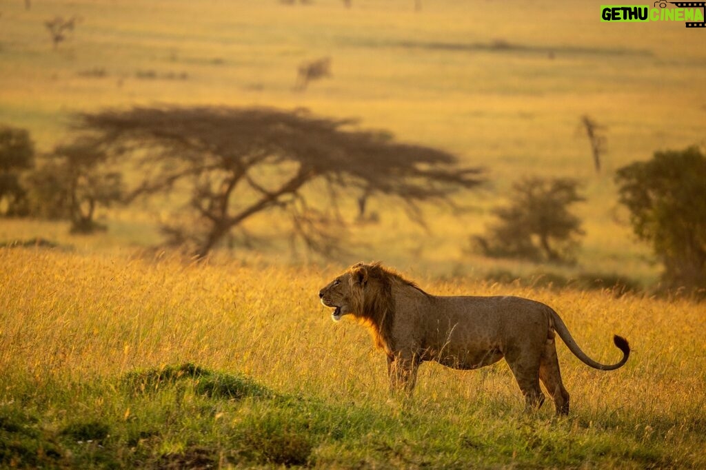 Beverly Joubert Instagram - For male lions, the journey to adulthood can be tumultuous. As cubs, these cats are very vulnerable to attacks from rival predators or adult males that are looking to assert their bloodline in the pride. As they grow up, they must compete with their siblings for access to food and resources and it's often the bolder, more assertive cubs that rise higher in the social rankings. At around three years of age, males must leave their natal prides to traverse the often-daunting savannah in search of a territory to claim as their own. For this young male, his mane not yet fully developed, the journey has only just begun.⁣ ⁣⁣⁣⁣ #lions #bigcats #wildlife #nature