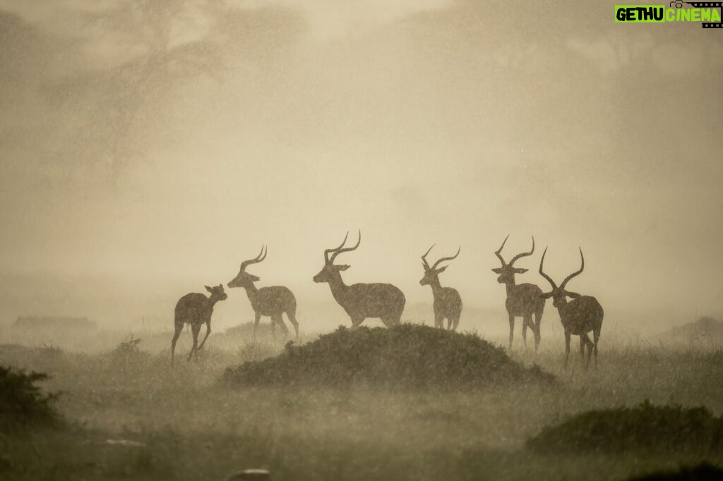 Beverly Joubert Instagram - On Kenya's open plains, there's little shelter from a downpour. This herd of impala were forced to endure the deluge, which painted the landscape in a haze of sepia as the afternoon sun fought to break through the storm clouds. For the impala, the unpleasantness is fleeting and the rain brings with it the promise of new growth – fresh grass shoots on which the antelope will soon feast.⁣ ⁣ #wildlife #rain #Kenya
