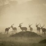 Beverly Joubert Instagram – On Kenya’s open plains, there’s little shelter from a downpour. This herd of impala were forced to endure the deluge, which painted the landscape in a haze of sepia as the afternoon sun fought to break through the storm clouds. For the impala, the unpleasantness is fleeting and the rain brings with it the promise of new growth – fresh grass shoots on which the antelope will soon feast.⁣
⁣
#wildlife #rain #Kenya