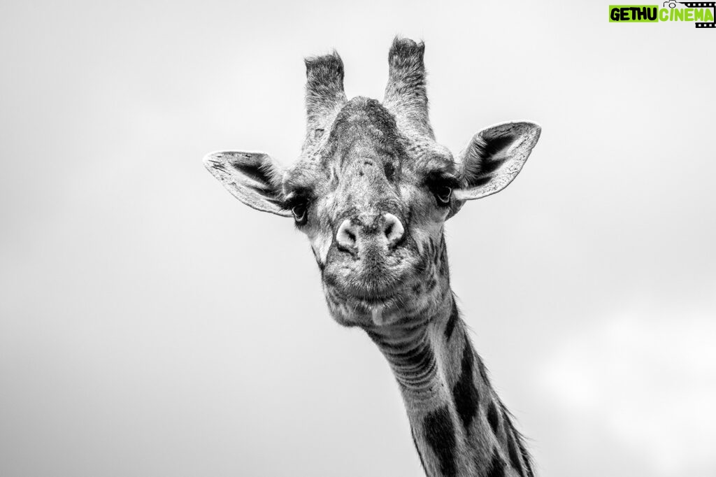 Beverly Joubert Instagram - Nothing stares quite like a giraffe. Once something catches their attention, they'll lock in on their target and keep it firmly in their gaze until they're satisfied the threat has subsided. There are advantages that come with added height. These lofty mammals have a panoramic view of their surroundings and can spot looming threats from some distance off. Their long necks also allow them to feed on the higher branches of acacia trees – their preferred food of choice. However, giraffes can also be vulnerable if they lose their balance or are overpowered by ambitious predators. Once down, it's difficult for these giants to get up in a hurry and lions will be quick to subdue a fallen giraffe. The reasons for their long necks are not fully understood. Some evolutionary researchers suggest competition for food coaxed the animals upwards to get above any herbivorous rivals, but fossil findings show that giraffe ancestors were armed with bony 'helmets' for head-butting – evidence that shows male rivalry may have played a role in the giraffe's upward expansion. Whatever the reasons, these distinctive animals have became icons of the African bush. ⁣ ⁣ #giraffe #wildlife #nature