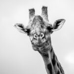 Beverly Joubert Instagram – Nothing stares quite like a giraffe. Once something catches their attention, they’ll lock in on their target and keep it firmly in their gaze until they’re satisfied the threat has subsided. There are advantages that come with added height. These lofty mammals have a panoramic view of their surroundings and can spot looming threats from some distance off. Their long necks also allow them to feed on the higher branches of acacia trees – their preferred food of choice. However, giraffes can also be vulnerable if they lose their balance or are overpowered by ambitious predators. Once down, it’s difficult for these giants to get up in a hurry and lions will be quick to subdue a fallen giraffe. The reasons for their long necks are not fully understood. Some evolutionary researchers suggest competition for food coaxed the animals upwards to get above any herbivorous rivals, but fossil findings show that giraffe ancestors were armed with bony ‘helmets’ for head-butting – evidence that shows male rivalry may have played a role in the giraffe’s upward expansion. Whatever the reasons, these distinctive animals have became icons of the African bush. ⁣
⁣
#giraffe #wildlife #nature