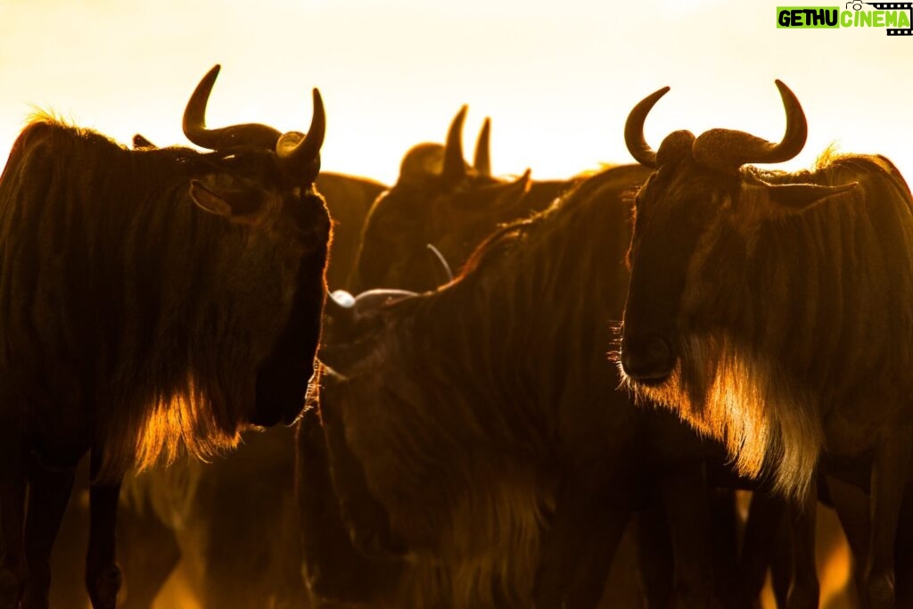 Beverly Joubert Instagram - Wildebeest may not be the most conventionally handsome antelope, but catch them in the right light – their beards glowing red in the afternoon sun – and they take on a certain distinctive quality. These somewhat ungainly animals are hardy survivors. They face an onslaught of threats during their annual migration across the predator-rich plains of the Serengeti and, for many, its sheer resilience and mettle that see them through the journey. #wildebeest #wildlife #nature