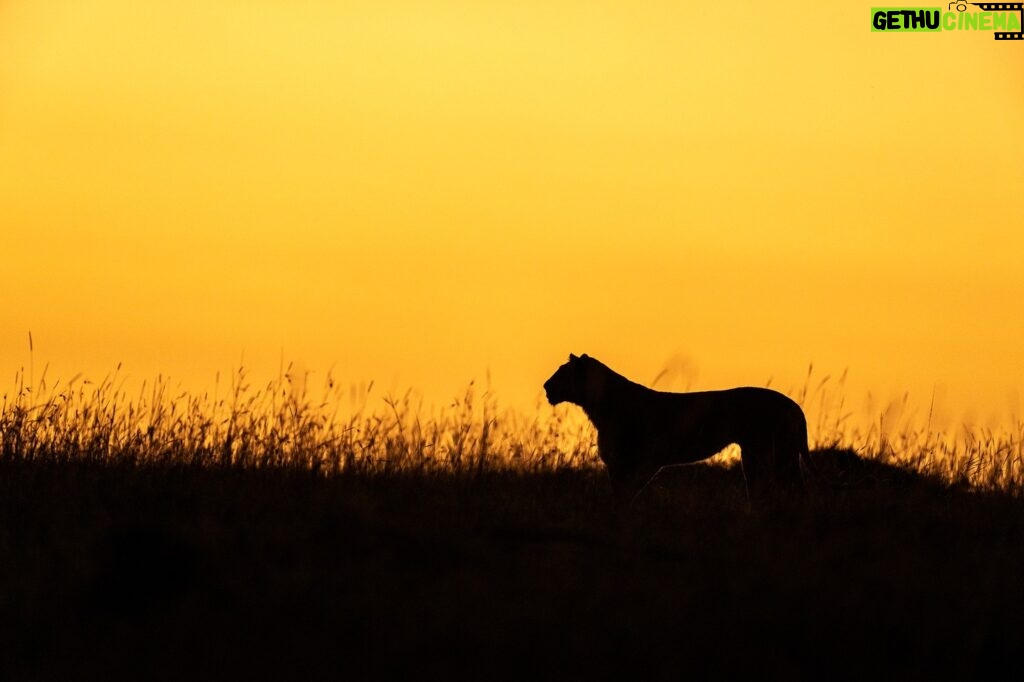 Beverly Joubert Instagram - An African sunset is more than just a moment; it's a visceral experience of colours and shapes. As the sun lingers on the horizon, the sky and everything under it is engulfed in a symphony of colour. Animals on the edge of the landscape are identifiable only by their shape and size as they drift like shadows across a painterly plain. It's a dazzling display and one that I'll never tire of photographing.⁣ ⁣ #sunset #Africa #Africansunset #wildlife