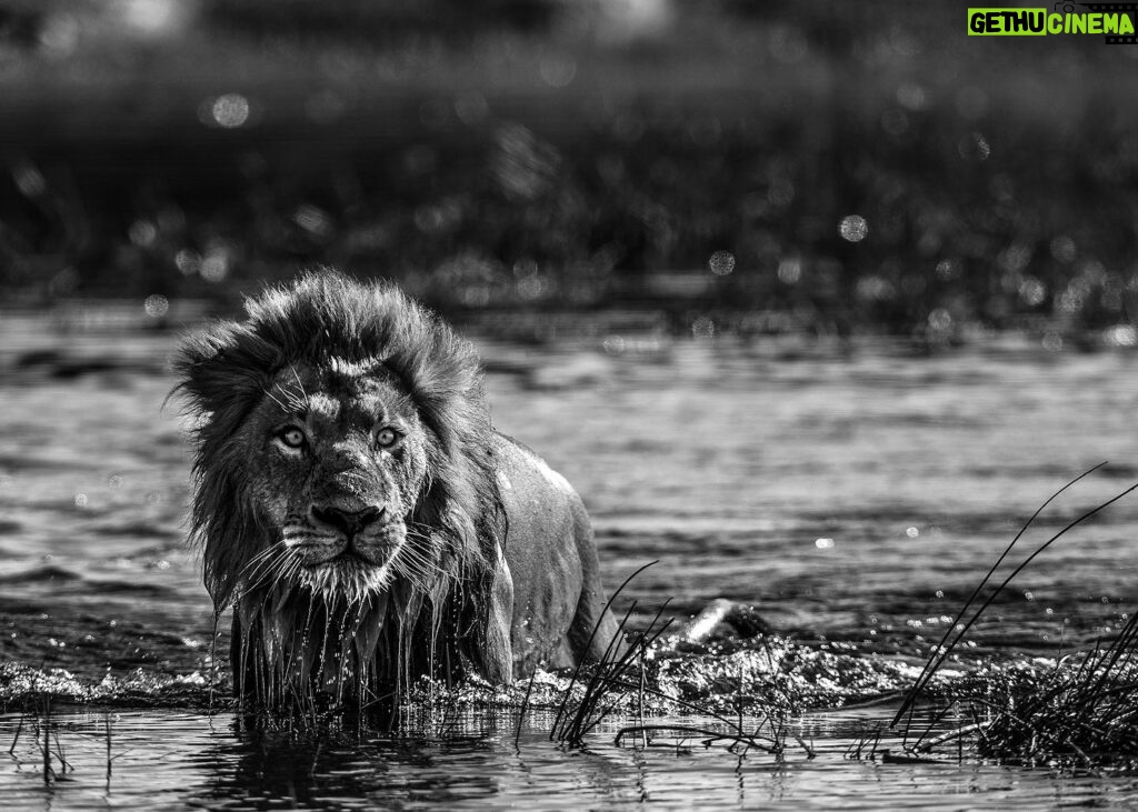 Beverly Joubert Instagram - “Ever-aware of the potential dangers lurking below the surface, this wild-eyed lion trudged through a deep water channel in the Okavango Delta. Crossings like this are a part of life for lions that live in the swamplands; vigilance and timing are key if the cats hope to safely navigate their watery terrain. Natural threats like crocs or rival predators only add to the precariousness of lion populations across Africa. These big cats have been eradicated from 90% of their historic range due to habitat loss, poaching, and conflict with humans. Today, small populations of lions cling to survival in pockets of protected habitat scattered across sub-Saharan Africa. Space is a critical necessity for the world's remaining prides and we must create protected areas where these big cats can thrive. To date, @GreatPlainsConservation (cofounded by @DereckJoubert and I) has safeguarded 1.1 million hectares of wild habitat across Africa securing a future for countless species.” - @beverlyjoubert ________ #africanwildlife #okavangodelta #ilcp #ilcp_photographers #endangeredspecies #africanlion #conservationphotography
