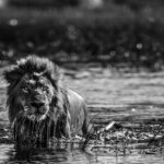 Beverly Joubert Instagram – “Ever-aware of the potential dangers lurking below the surface, this wild-eyed lion trudged through a deep water channel in the Okavango Delta. Crossings like this are a part of life for lions that live in the swamplands; vigilance and timing are key if the cats hope to safely navigate their watery terrain. 

Natural threats like crocs or rival predators only add to the precariousness of lion populations across Africa. These big cats have been eradicated from 90% of their historic range due to habitat loss, poaching, and conflict with humans. Today, small populations of lions cling to survival in pockets of protected habitat scattered across sub-Saharan Africa. Space is a critical necessity for the world’s remaining prides and we must create protected areas where these big cats can thrive. To date, @GreatPlainsConservation (cofounded by @DereckJoubert and I) has safeguarded 1.1 million hectares of wild habitat across Africa securing a future for countless species.” – @beverlyjoubert 
________
#africanwildlife #okavangodelta #ilcp #ilcp_photographers #endangeredspecies #africanlion #conservationphotography