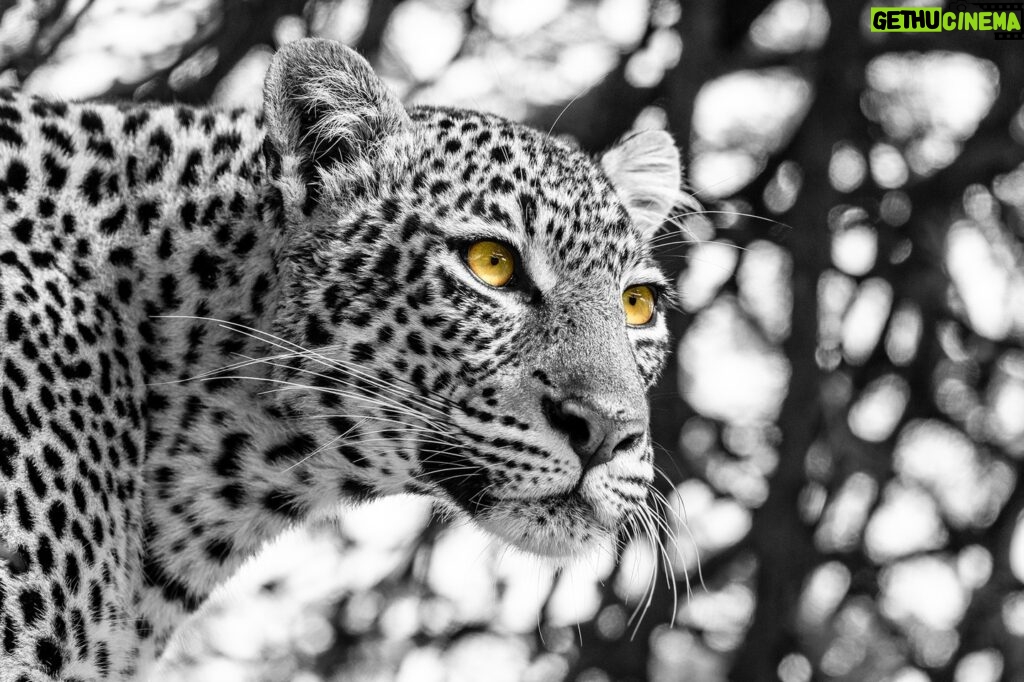 Beverly Joubert Instagram - So much expression can be conveyed through a leopard's eyes. Moments of complete calm and serenity can quickly change with the presence of prey or an approaching rival. And it's usually a leopard's eyes that reveal these subtle shifts. This cat suddenly locked onto something in the distance. Her prolonged, intense stare suggested that danger might be lurking in the shadows. ⁣ #leopard #wildlife #nature