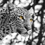 Beverly Joubert Instagram – So much expression can be conveyed through a leopard’s eyes. Moments of complete calm and serenity can quickly change with the presence of prey or an approaching rival. And it’s usually a leopard’s eyes that reveal these subtle shifts. This cat suddenly locked onto something in the distance. Her prolonged, intense stare suggested that danger might be lurking  in the shadows.
⁣
#leopard #wildlife #nature