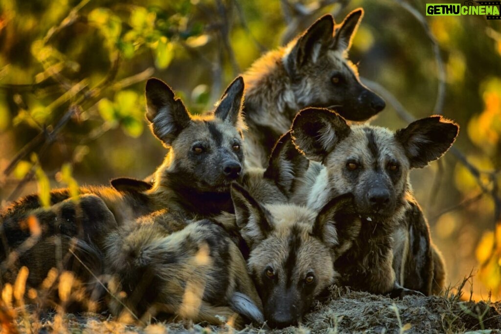 Beverly Joubert Instagram - African painted dogs are social predators that rely on strong bonds within the pack. Almost every action is communal, each dog a vital part of a cohesive group. It's not unusual to see painted dogs sneeze as they begin to stir from their sleep in preparation for a hunt. Some research suggests that sneezing acts as a voting system, helping the pack make group decisions. Painted dogs are highly efficient pack hunters, so communication and cohesion are crucial. Hunts are often preceded by a "social rally," where the dogs dash around, touch heads, and wag their tails frantically. Sometimes, this frenzy fizzles out, and the dogs settle down to nap, but other rallies lead to a hunt. Researchers have observed that more sneezing during these pre-hunt rituals increases the likelihood of the dogs pursuing prey. Interestingly, when an alpha male initiates the sneezing, fewer sneezes are needed to get the pack moving. While sneezing might help clear their nasal passages in preparation for the hunt, it also appears to serve as a form of communication. Even in the wild, important decision can be determined by a democratic vote. #wilddogs #wildlife #voting