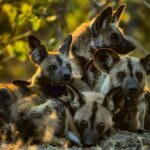 Beverly Joubert Instagram – African painted dogs are social predators that rely on strong bonds within the pack. Almost every action is communal, each dog a vital part of a cohesive group. It’s not unusual to see painted dogs sneeze as they begin to stir from their sleep in preparation for a hunt. Some research suggests that sneezing acts as a voting system, helping the pack make group decisions. Painted dogs are highly efficient pack hunters, so communication and cohesion are crucial. Hunts are often preceded by a “social rally,” where the dogs dash around, touch heads, and wag their tails frantically. Sometimes, this frenzy fizzles out, and the dogs settle down to nap, but other rallies lead to a hunt. Researchers have observed that more sneezing during these pre-hunt rituals increases the likelihood of the dogs pursuing prey. Interestingly, when an alpha male initiates the sneezing, fewer sneezes are needed to get the pack moving. While sneezing might help clear their nasal passages in preparation for the hunt, it also appears to serve as a form of communication. Even in the wild, important decision can be determined by a democratic vote.

#wilddogs #wildlife #voting