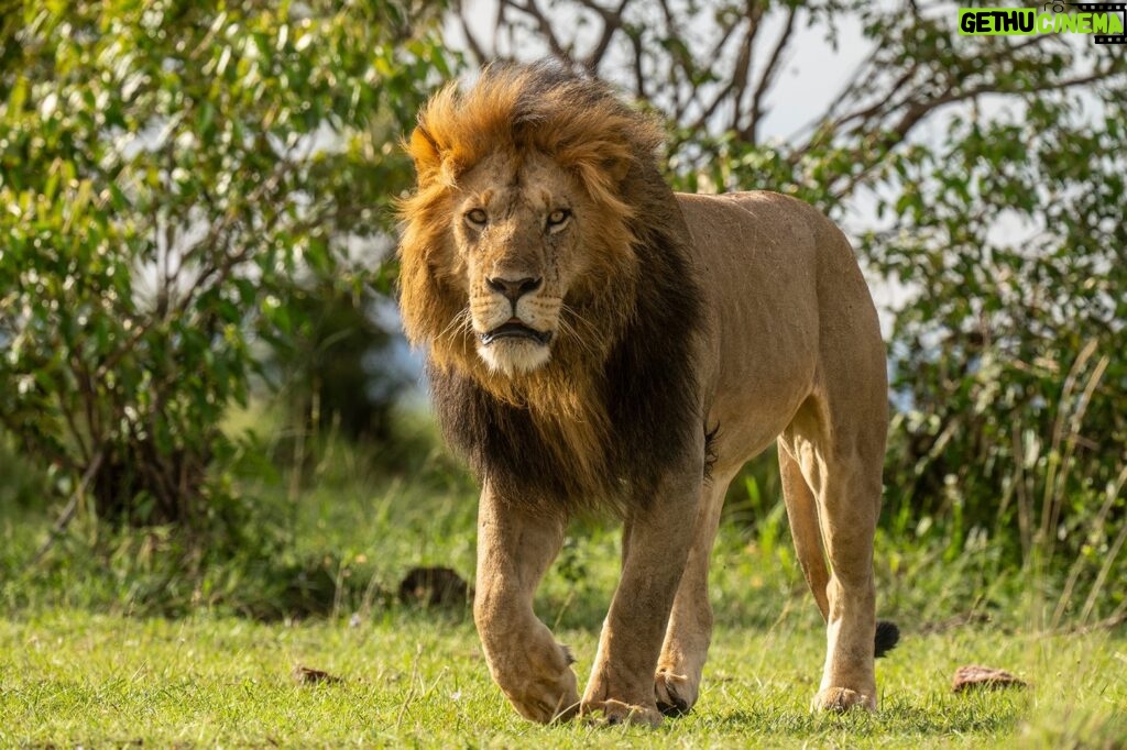 Beverly Joubert Instagram - A lion in his prime – his dark mane a marker of his dominance – parades across a plain, honey-hued eyes fixed on the horizon. It’s frightening to consider that, according to some research, in just five decades Africa's lion populations have declined by over 75%. Hunting and habitat loss are the primary drivers of the decline, which puts these big cats firmly in the extinction crosshairs. For healthy gene flow and to help protect lions from hunting, these cats need vast areas in which to roam, something that is becoming scarcer as human development advances and critical habitats shrink. If we hope to continue seeing these iconic cats striding across the grasslands, we need to put every effort into protecting their habitats and reducing both legal and illegal hunting.⁣ ⁣⁣ #lion #wildlife #nature #bigcat #bigcatsofinstagram