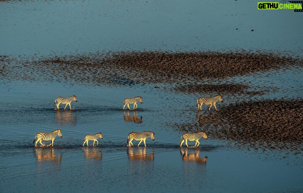 Beverly Joubert Instagram - “Driven by an urge that cannot be ignored, these zebras journey over 250 kilometres each year from the grasslands of the Okavango Delta to the expanse of the Makgadikgadi salt pans in the south. Their migration begins in November/December and is triggered by the rains which transform the bleach-white salt pans into a seemingly endless mirror-like plain. The opportunity to photograph these striking animals from the air, set against the vast spread of the shimmering flatlands, is a true privilege – and one that wouldn't have been possible before the turn of the century. In the late 1960s, veterinary fences were erected across much of the country to avoid the spread of foot-and-mouth disease, cutting off ancient migratory routes. When the fences were moved in the mid-2000s, conservationists were startled to see the zebras returning to their migratory patterns. It's a stark reminder of the impact we can have on the natural world and the resilience of wildlife in ever-changing landscapes.” - @beverlyjoubert _______ #ilcp #ilcp_photographers #wildlifephotography #zebra #zebraconservation #okavangodelta #okavango