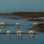 Beverly Joubert Instagram – “Driven by an urge that cannot be ignored, these zebras journey over 250 kilometres each year from the grasslands of the Okavango Delta to the expanse of the Makgadikgadi salt pans in the south. 

Their migration begins in November/December and is triggered by the rains which transform the bleach-white salt pans into a seemingly endless mirror-like plain. The opportunity to photograph these striking animals from the air, set against the vast spread of the shimmering flatlands, is a true privilege – and one that wouldn’t have been possible before the turn of the century. 

In the late 1960s, veterinary fences were erected across much of the country to avoid the spread of foot-and-mouth disease, cutting off ancient migratory routes. When the fences were moved in the mid-2000s, conservationists were startled to see the zebras returning to their migratory patterns. It’s a stark reminder of the impact we can have on the natural world and the resilience of wildlife in ever-changing landscapes.” – @beverlyjoubert 
_______
#ilcp #ilcp_photographers #wildlifephotography #zebra #zebraconservation #okavangodelta #okavango