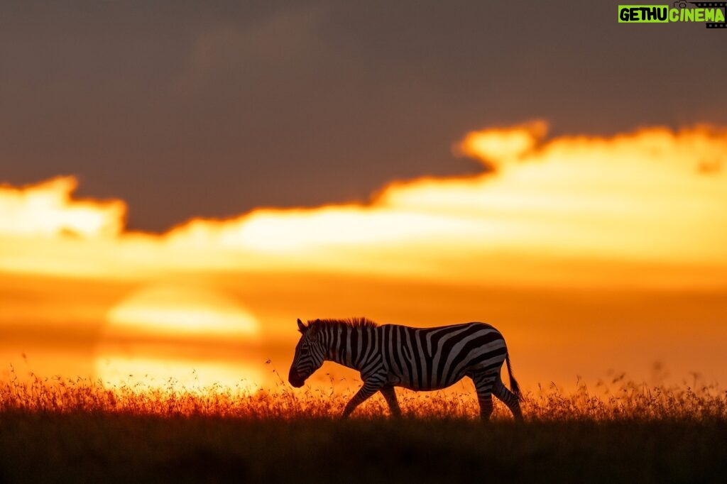 Beverly Joubert Instagram - An African sunset is more than just a moment; it's a visceral experience of colours and shapes. As the sun lingers on the horizon, the sky and everything under it is engulfed in a symphony of colour. Animals on the edge of the landscape are identifiable only by their shape and size as they drift like shadows across a painterly plain. It's a dazzling display and one that I'll never tire of photographing.⁣ ⁣ #sunset #Africa #Africansunset #wildlife