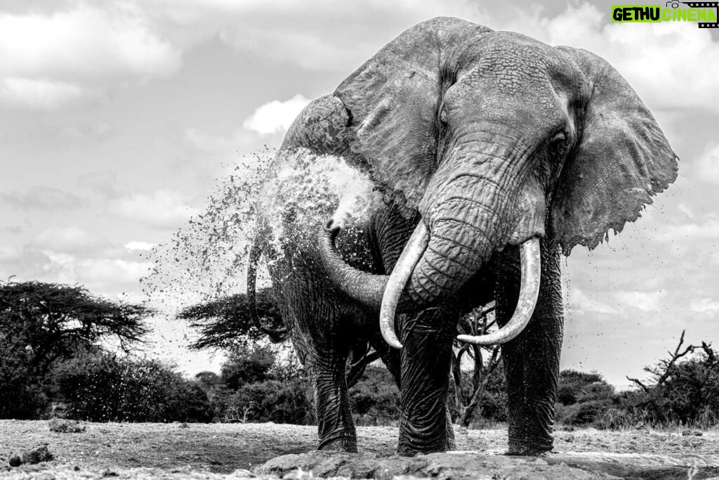 Beverly Joubert Instagram - I've always been in awe of the sheer power and presence of elephants. While spending time with these giants you learn to appreciate the delicate application of that immense strength. A carefully directed blast of water from a trunk provides relief from the scorching African sun, while pillar-like legs are used to dig into the sand when rivers run dry. Their movements are purposeful and intricate fuelled by an intelligence and social cohesion that we are yet to fully understand. Although, we don't speak their language and can only deduce the motivations for their behaviour, we can respect and admire their sentience. And do everything we can to protect them.⁣⁣ ⁣⁣ #elephant #nature #wildlife