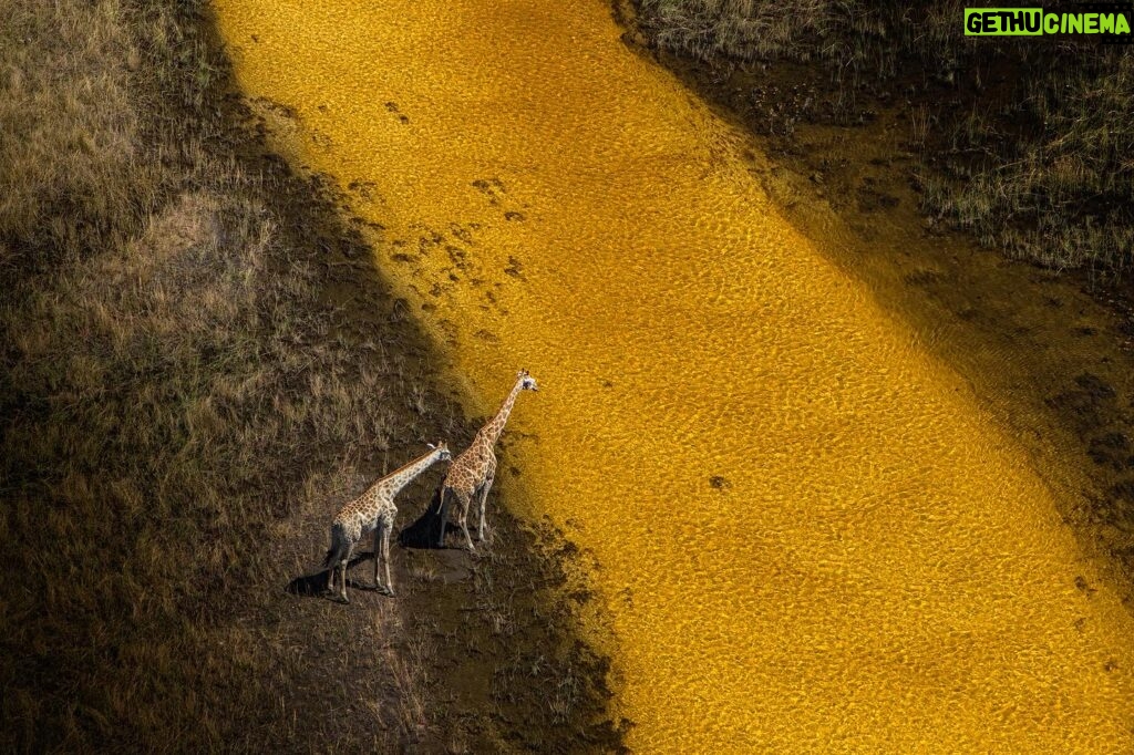 Beverly Joubert Instagram - “Wary of the threats around them, but lured by the promise of a much-needed drink and the coolness of the water, a pair of giraffes hesitate at the edge of a spillway. Stretching like a golden ribbon that slices through the savannah, the Selinda Spillway is a vital source of sustenance for an array of species. This ancient waterway links the northern Okavango Delta to the Zibadianja Lagoon and feeds a delicate ecosystem that, like so many others, relies on freshwater. If a water source like this were to run completely dry, water-dependent species like giraffes would be forced to stray away from protected land onto the fringes of the Delta where they would likely come into contact with people. In a world that’s rapidly warming and on a continent increasingly plagued by drought and threatened by human development, watercourses and water-rich plants are becoming ever more scarce. For large mammals with water needs to match, this could spell trouble ahead.” - @beverlyjoubert _______ #ilcp #ilcp_photographers #okavangodelta #giraffe #endangeredspecies #africanwildlife #climatechange #climatecrisis