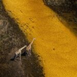 Beverly Joubert Instagram – “Wary of the threats around them, but lured by the promise of a much-needed drink and the coolness of the water, a pair of giraffes hesitate at the edge of a spillway. Stretching like a golden ribbon that slices through the savannah, the Selinda Spillway is a vital source of sustenance for an array of species. This ancient waterway links the northern Okavango Delta to the Zibadianja Lagoon and feeds a delicate ecosystem that, like so many others, relies on freshwater. 

If a water source like this were to run completely dry, water-dependent species like giraffes would be forced to stray away from protected land onto the fringes of the Delta where they would likely come into contact with people.

In a world that’s rapidly warming and on a continent increasingly plagued by drought and threatened by human development, watercourses and water-rich plants are becoming ever more scarce. For large mammals with water needs to match, this could spell trouble ahead.” – @beverlyjoubert 
_______
#ilcp #ilcp_photographers #okavangodelta #giraffe #endangeredspecies #africanwildlife #climatechange #climatecrisis