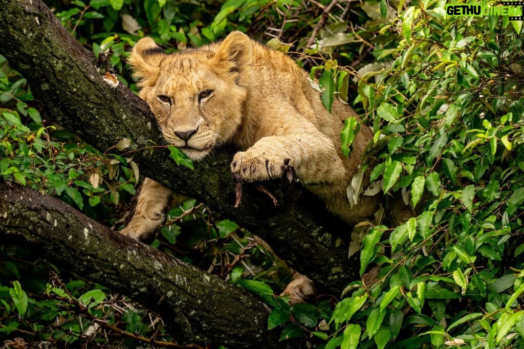 Beverly Joubert Instagram - Sunday mood. Lions are not avid tree-climbers – their size and heavy set bodies are not ideally equipped for leaping through the branches. Like all cats, however, they can't seem to resist the urge to investigate and explore, especially if their efforts end with a comfy snooze. Young cats are more adept at scaling the branches and this one seemed to be channeling his inner leopard as he rested, draped over a branch in a state of total relaxation. ⁣ ⁣ #wildlife #lion #bigcats