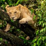 Beverly Joubert Instagram – Sunday mood. Lions are not avid tree-climbers – their size and heavy set bodies are not ideally equipped for leaping through the branches. Like all cats, however, they can’t seem to resist the urge to investigate and explore, especially if their efforts end with a comfy snooze. Young cats are more adept at scaling the branches and this one seemed to be channeling his inner leopard as he rested, draped over a branch in a state of total relaxation. ⁣
⁣
#wildlife #lion #bigcats