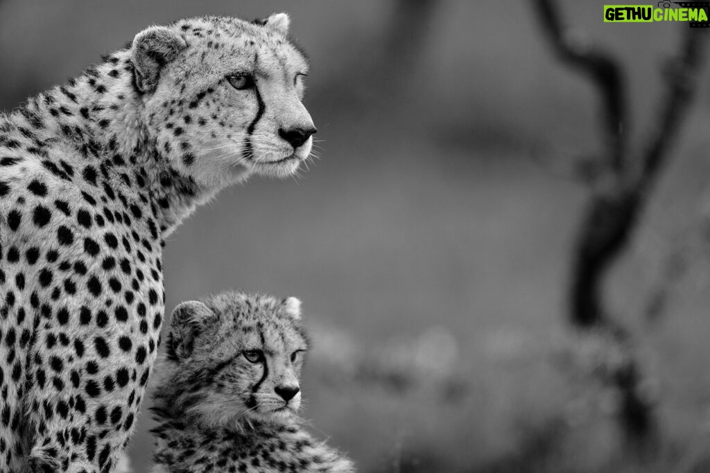 Beverly Joubert Instagram - Cheetah cubs are always observing, learning, and imitating. This youngster tried his best to mimic his mom's gaze as she zeroed in on something on the horizon. For the cub, it’s a lesson in vigilance and caution, but for his mother, it’s more than that. She's the last line of defence against any approaching threats. While her cub might just be practising his spotting skills, she is scanning the landscape for danger and opportunities.⁣⁣⁣ ⁣⁣⁣ #bigcats #bigcatsofinstagram #cute #cheetah #maasaimara