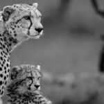 Beverly Joubert Instagram – Cheetah cubs are always observing, learning, and imitating. This youngster tried his best to mimic his mom’s gaze as she zeroed in on something on the horizon. For the cub, it’s a lesson in vigilance and caution, but for his mother, it’s more than that. She’s the last line of defence against any approaching threats. While her cub might just be practising his spotting skills, she is scanning the landscape for danger and opportunities.⁣⁣⁣
⁣⁣⁣
#bigcats #bigcatsofinstagram #cute #cheetah #maasaimara
