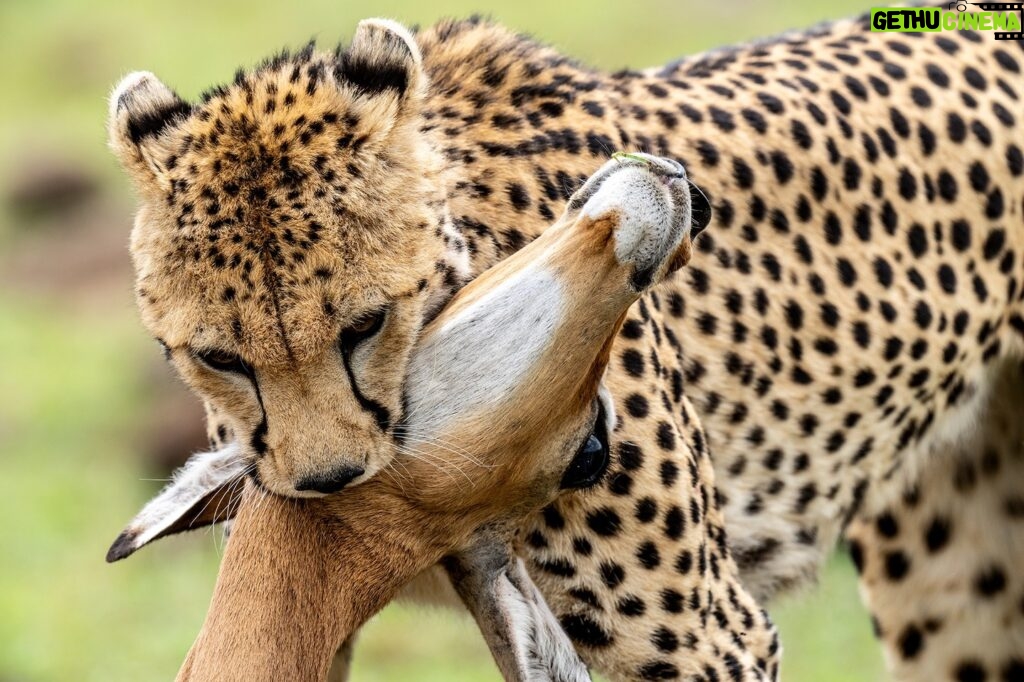 Beverly Joubert Instagram - Witnessing and documenting a hunt can be a both exhilarating and heartbreaking. It's nature in all of its manifestations, both brutal and beautiful. From calculated approach to mesmerising sprint, it's a power struggle that constantly shifts between predator and prey. This was the cheetah's hard-earned victory, but not all hunts will go her way.⁣ ⁣⁣⁣⁣ #cheetah #wildlife #nature #bigcat #bigcatsofinstagram